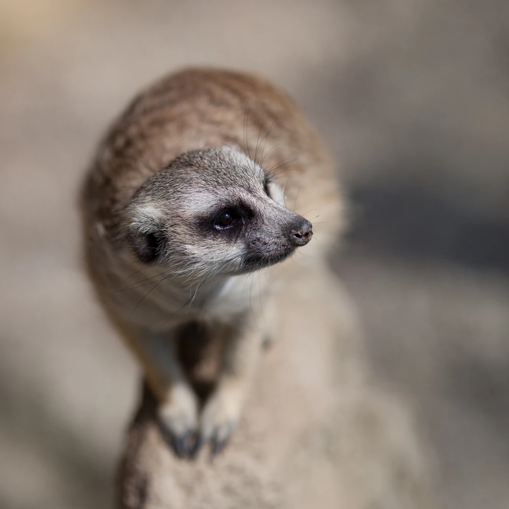 allevamento animali esotivi vendita 01