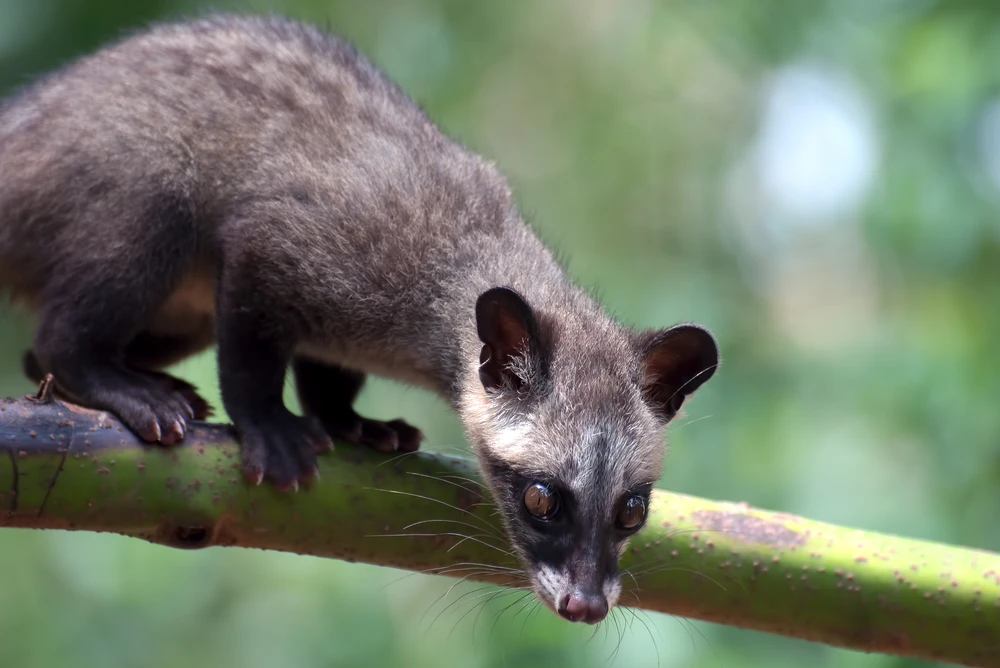 allevamento animali esotivi vendita 02