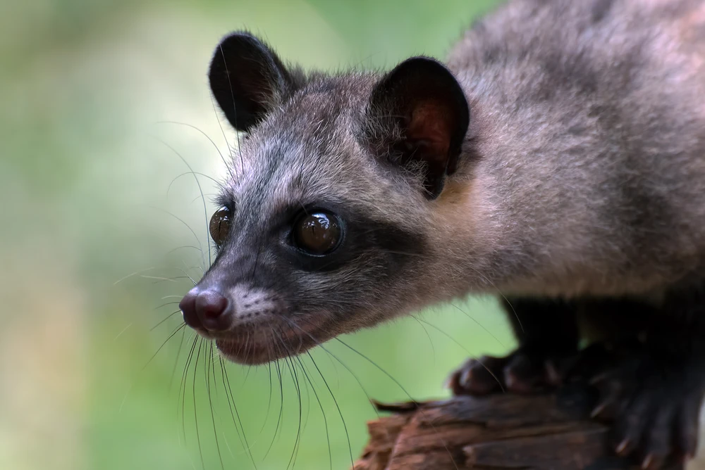 allevamento animali esotivi vendita 03