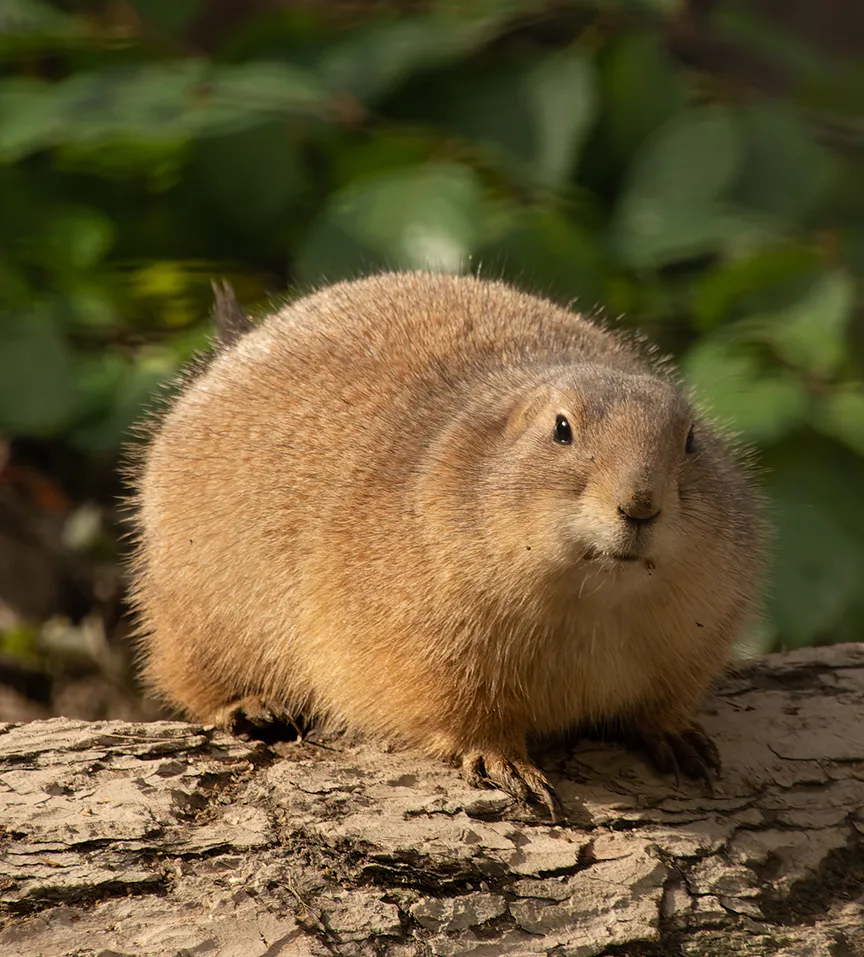 cani della prateria allevamento animali esotici 02