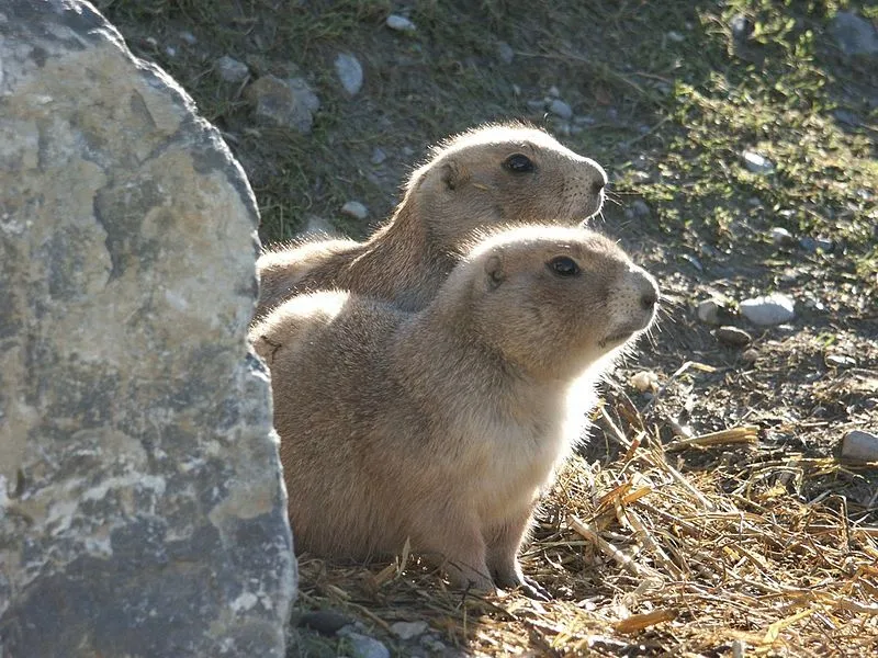 cani della prateria allevamento animali esotici 06