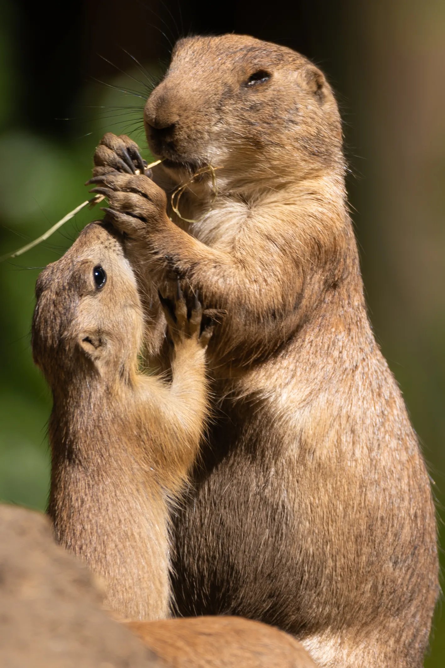cani della prateria allevamento animali esotici 09