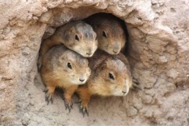cani della prateria allevamento animali esotici 10