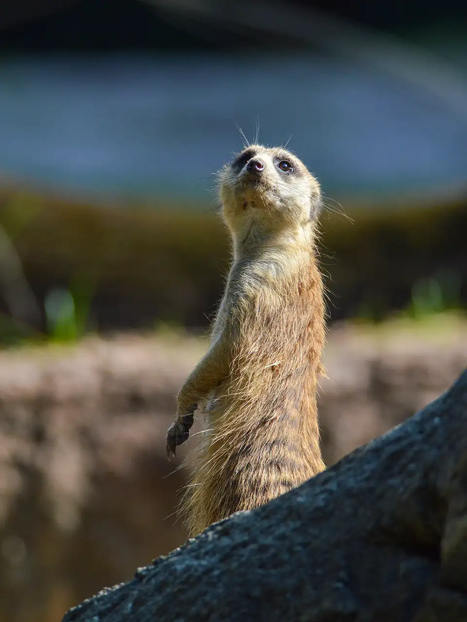 chi siamo allevamento animali esotici domestici 04