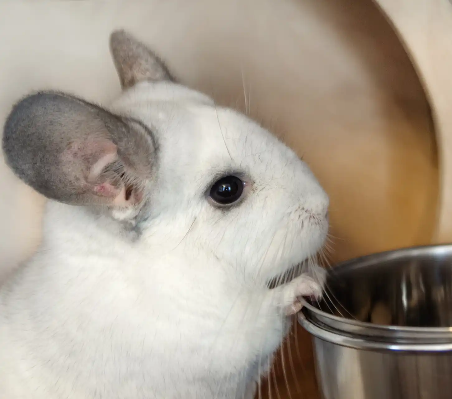 chincilla allevamento animali esotici 03