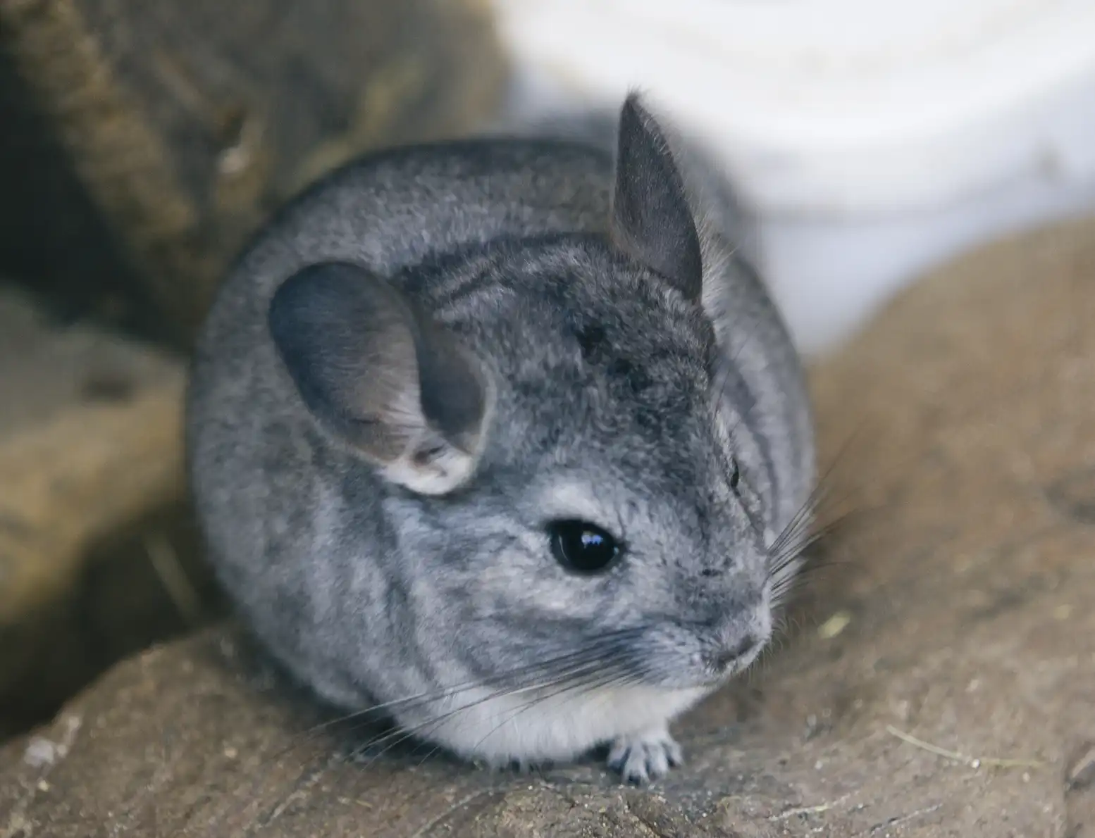 chincilla allevamento animali esotici 06