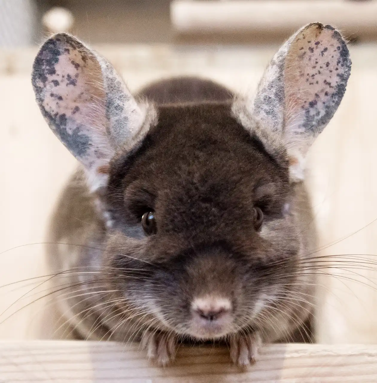 chincilla allevamento animali esotici 09