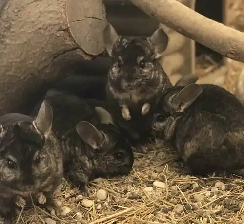 chincilla allevamento animali esotici 10