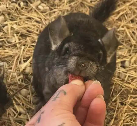 chincilla allevamento animali esotici 11