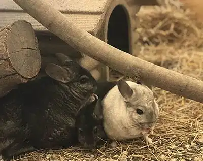 chincilla allevamento animali esotici 12