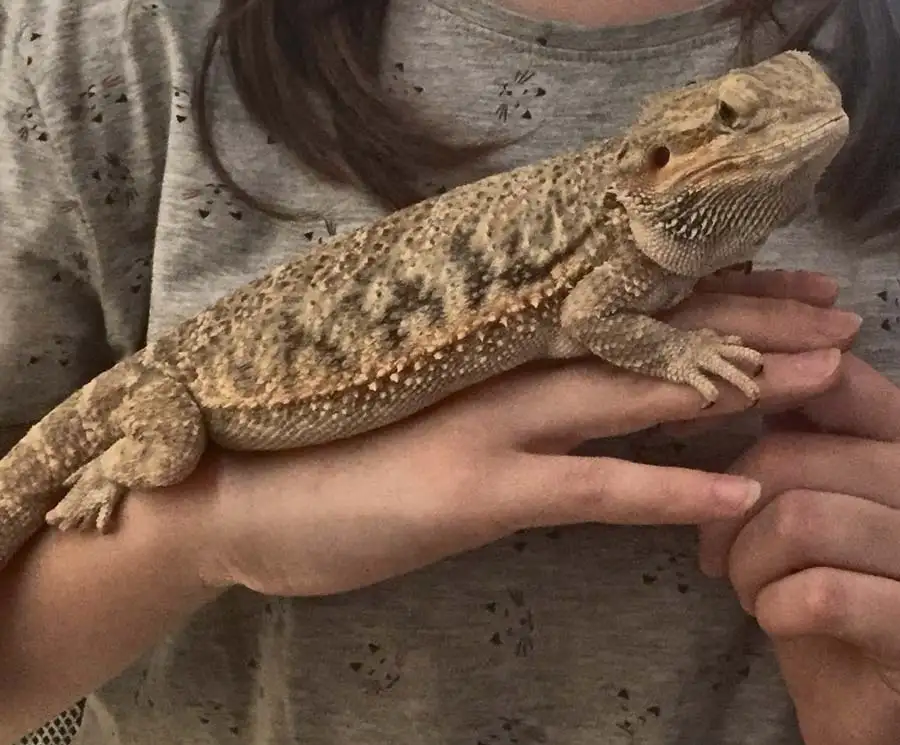 drago barbuto allevamento animali esotici 16