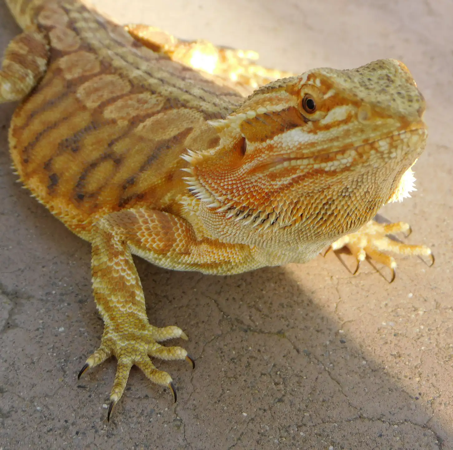 drago barbuto allevamento animali esotici 18