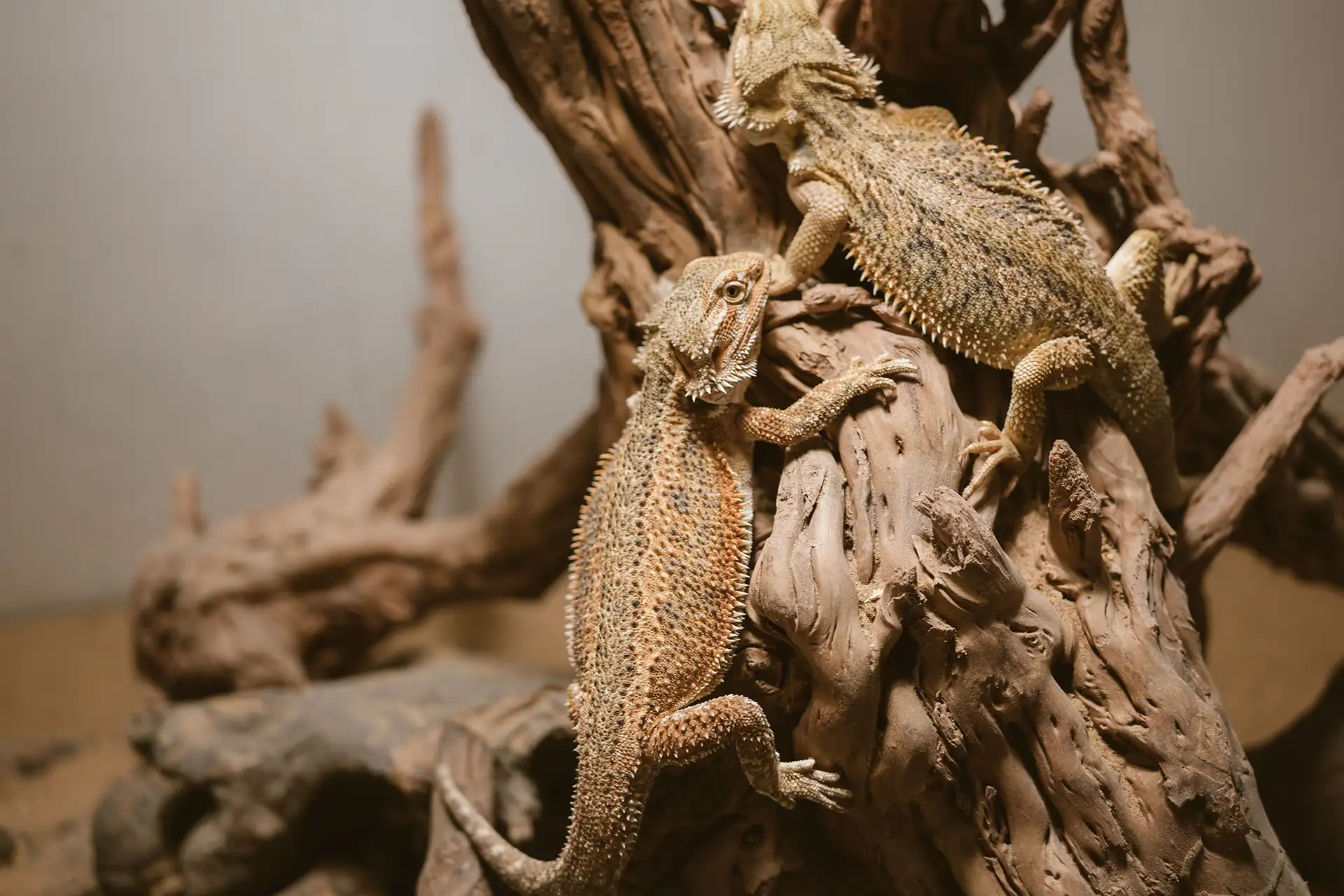 drago barbuto allevamento animali esotici 19
