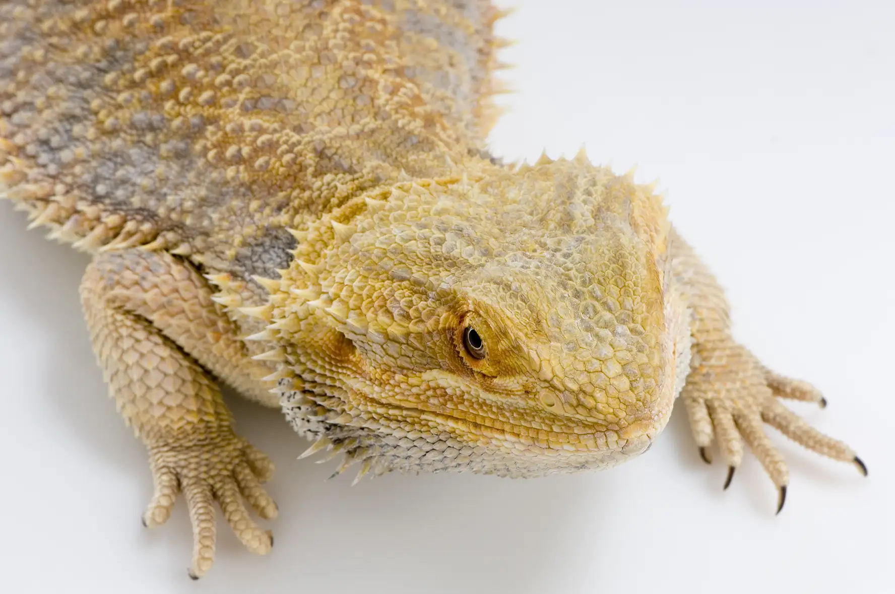 drago barbuto allevamento animali esotici 21