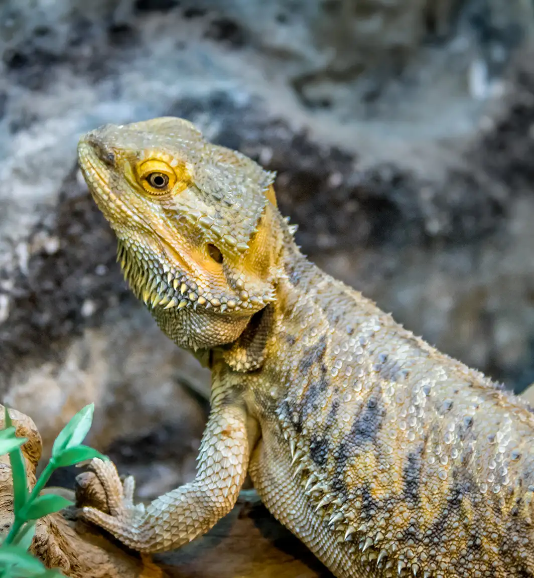 drago barbuto allevamento animali esotici 22