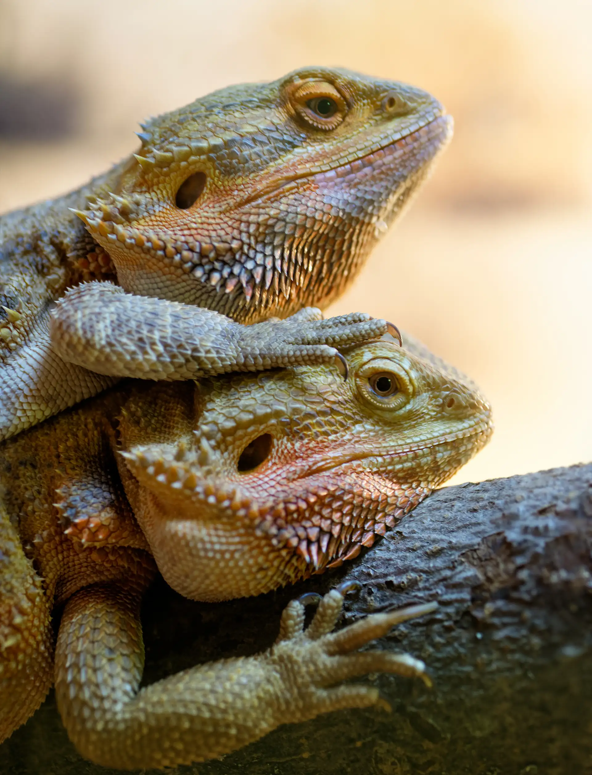 drago barbuto allevamento animali esotici 23