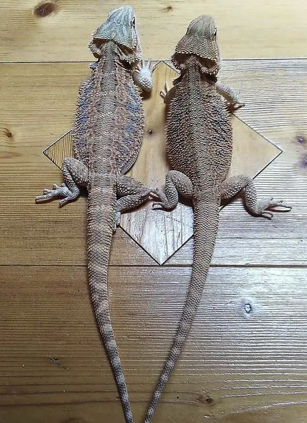 drago barbuto allevamento animali esotici 24