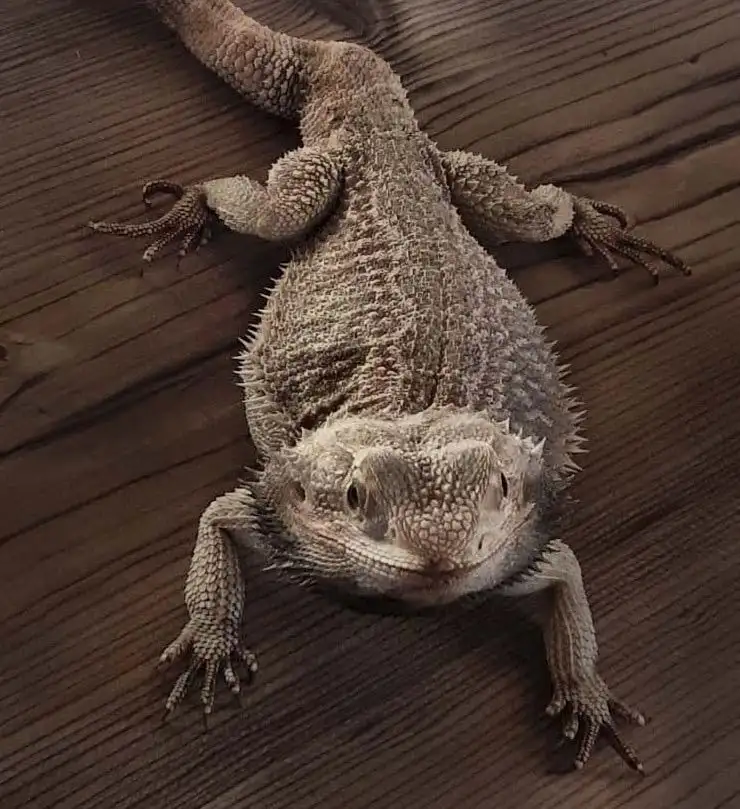 drago barbuto allevamento animali esotici 25