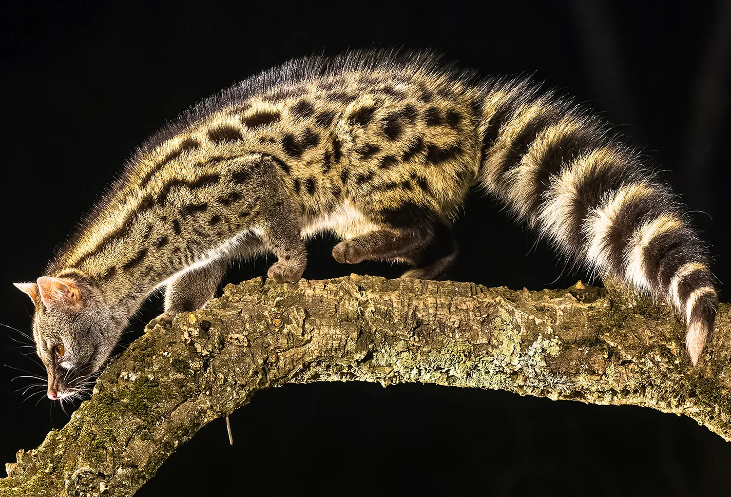 genetta allevamento animali esotici 03