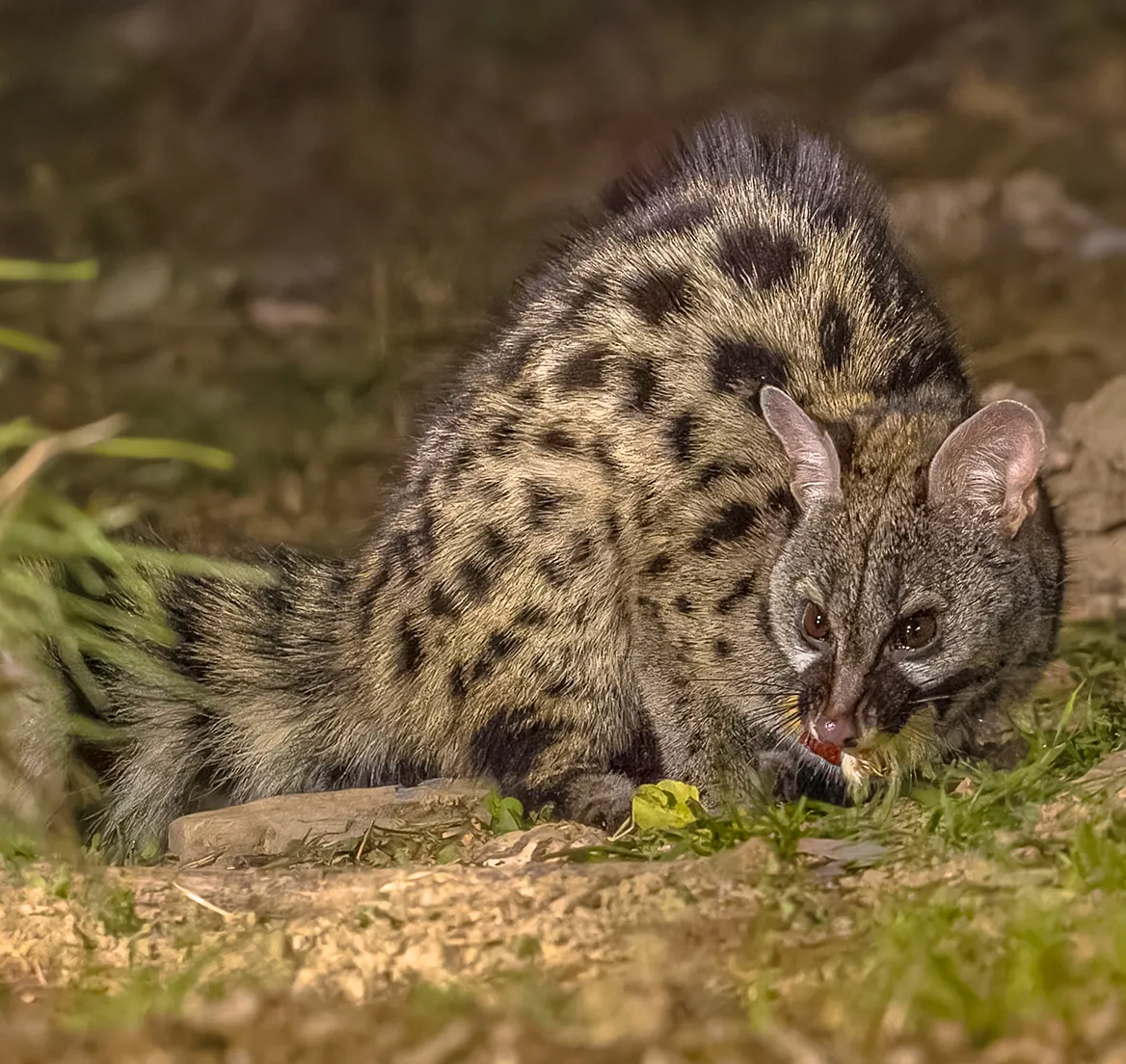 genetta allevamento animali esotici 05