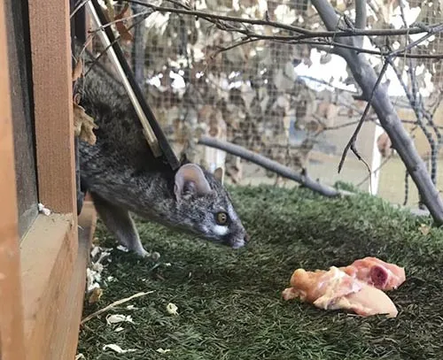 genetta allevamento animali esotici 10