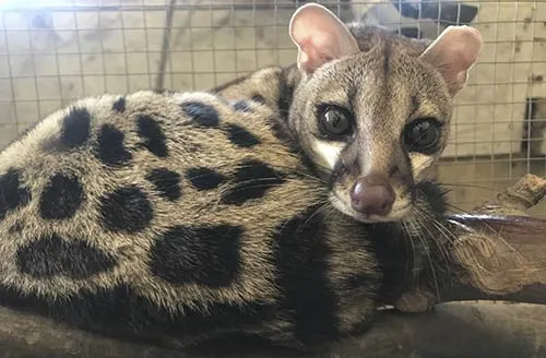 genetta allevamento animali esotici 11