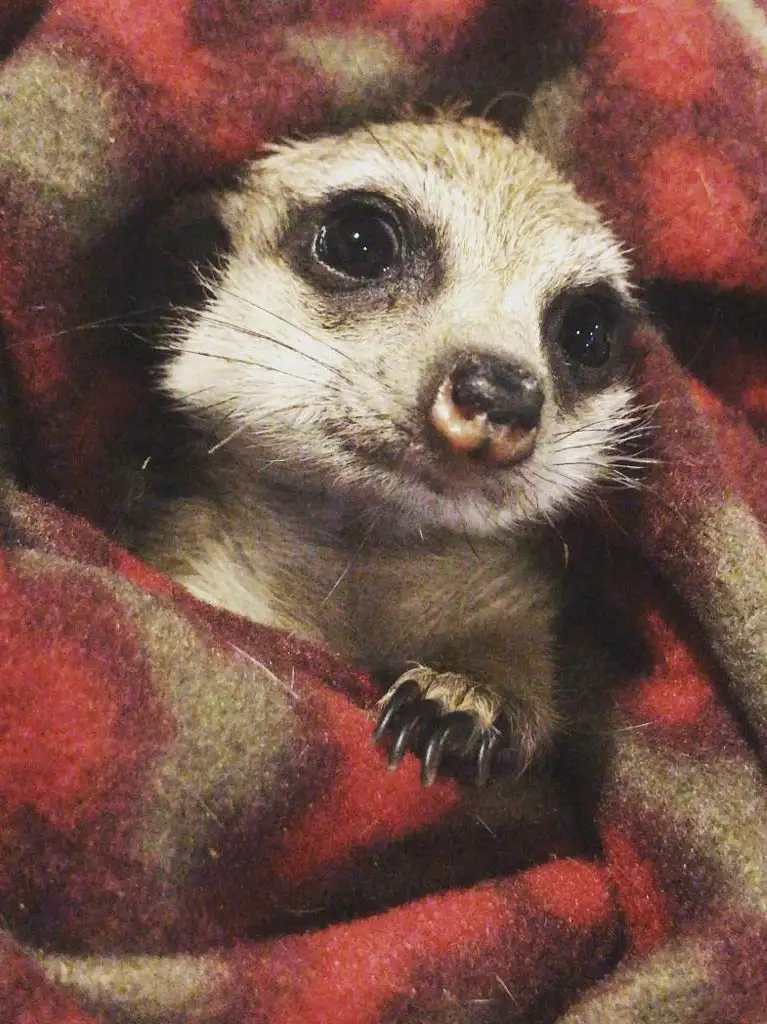 inizia da qui animali esotici domestici 01