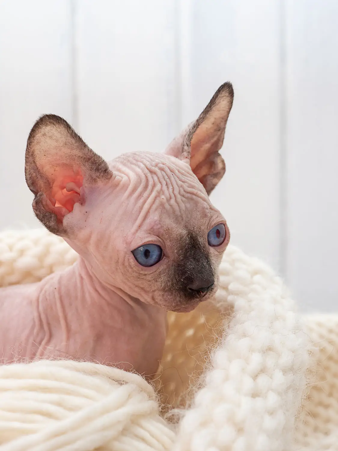 sphynx allevamento animali esotici 01
