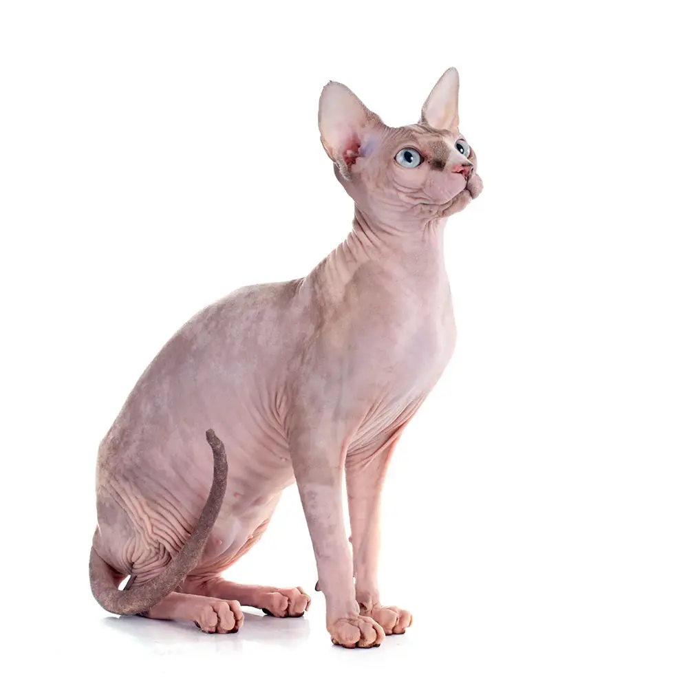 sphynx allevamento animali esotici 04
