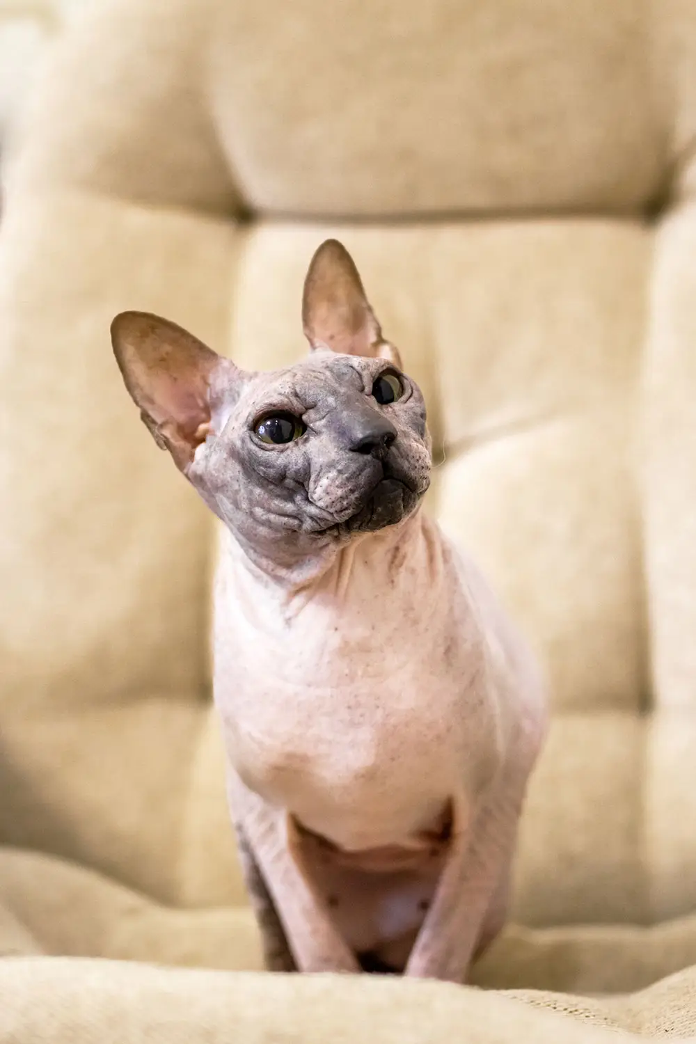 sphynx crema solare allevamento animali esotici 04