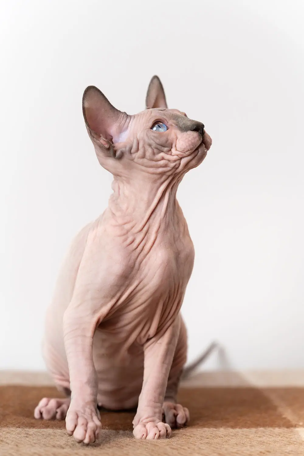 sphynx crema solare allevamento animali esotici 06