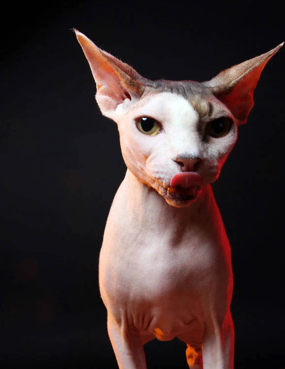sphynx zanzare allevamento animali esotici 05