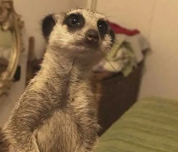 suricati allevamento animali esotici 01