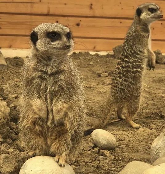 suricati allevamento animali esotici 03
