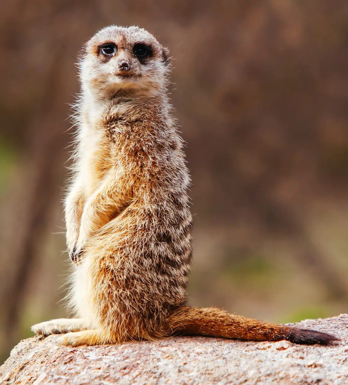 suricati allevamento animali esotici 05