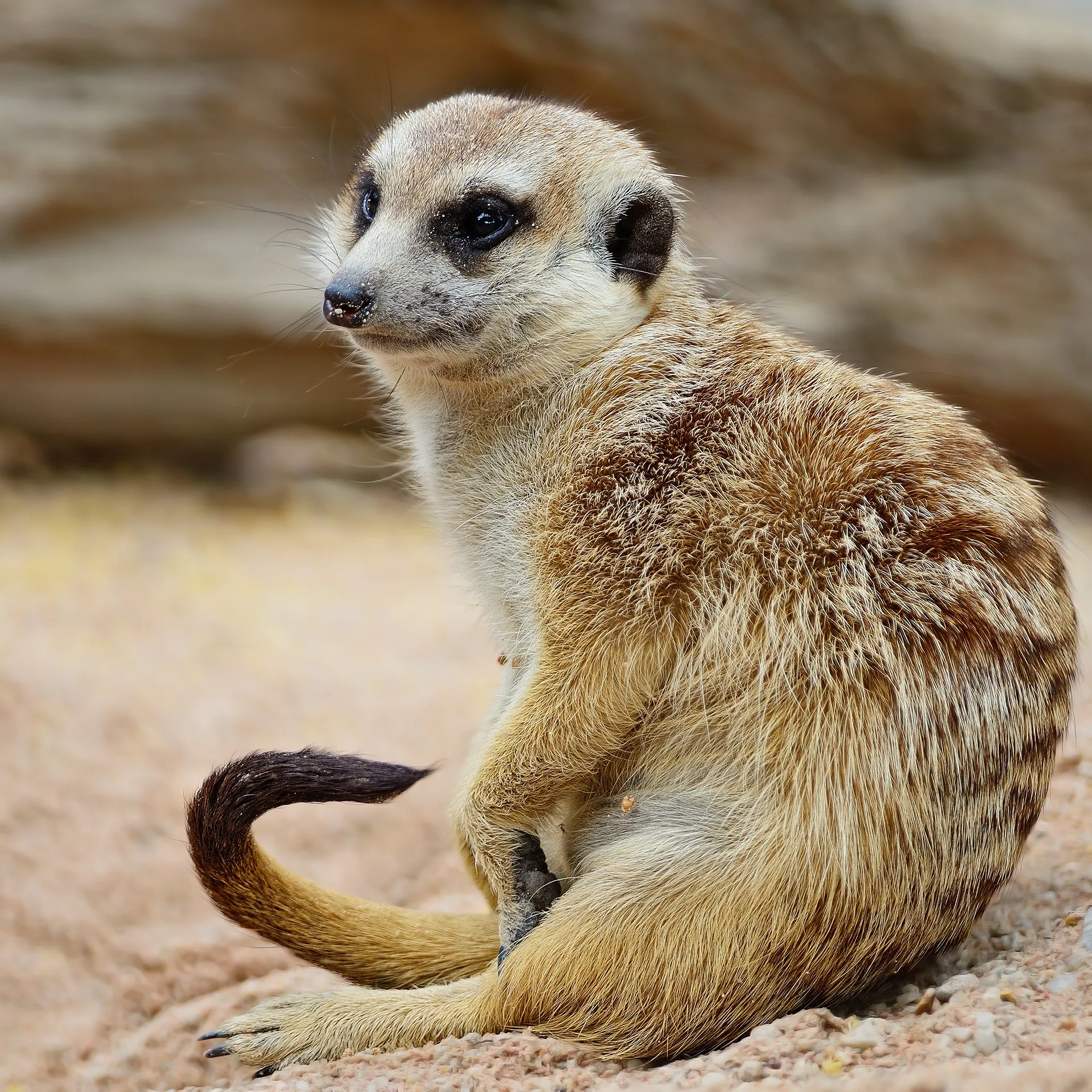 suricati allevamento animali esotici 10