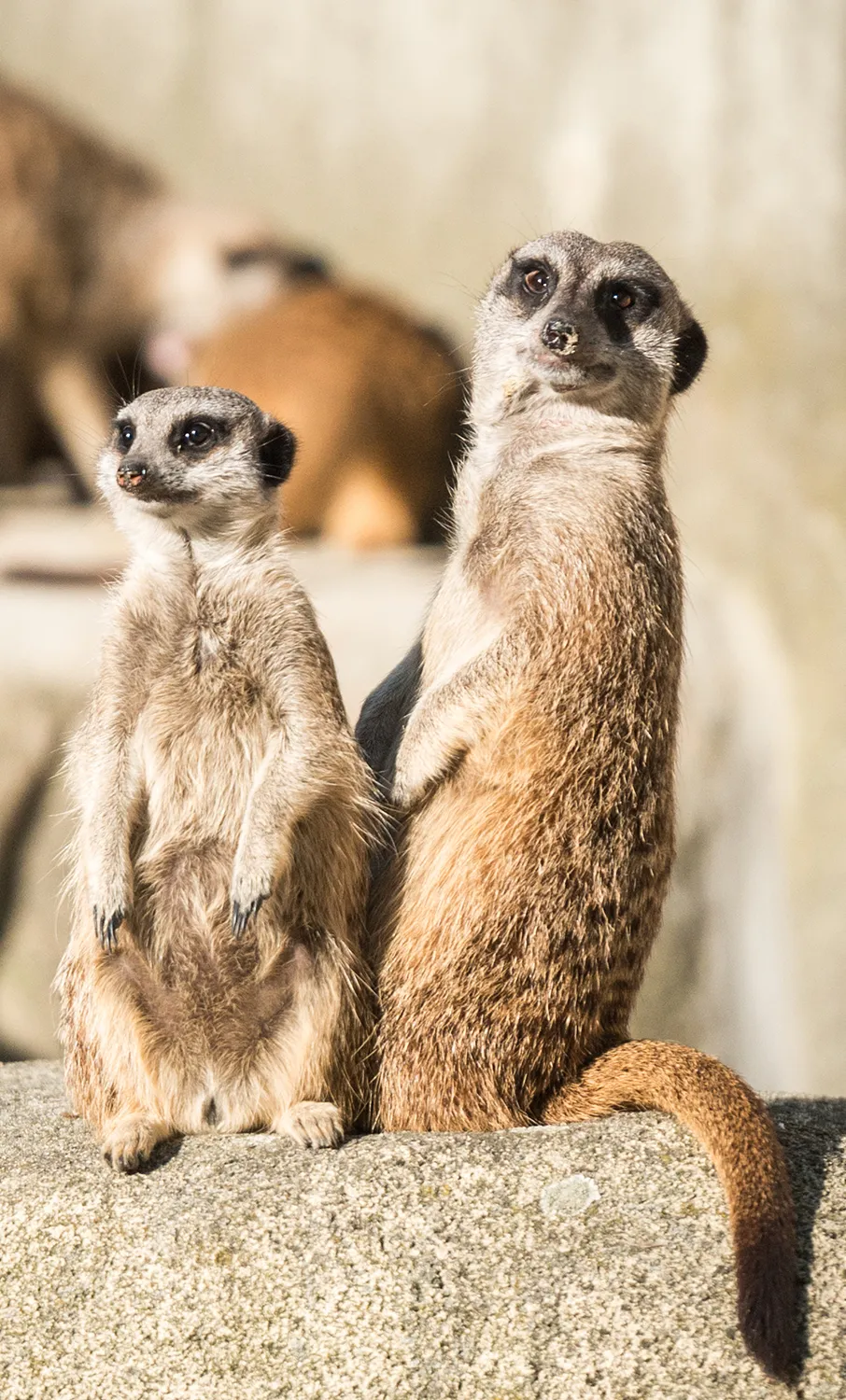 suricati allevamento animali esotici 13