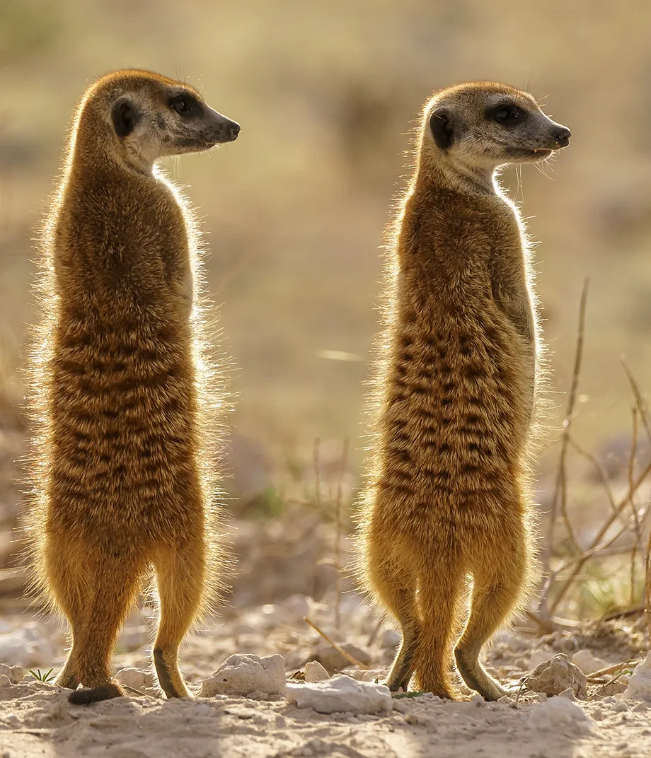 suricati allevamento animali esotici 14