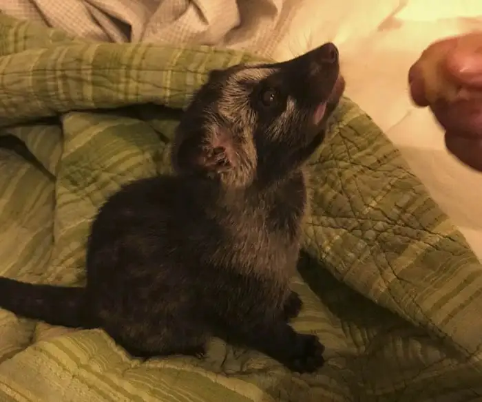 vendita allevamento animali esotici 05 risultato