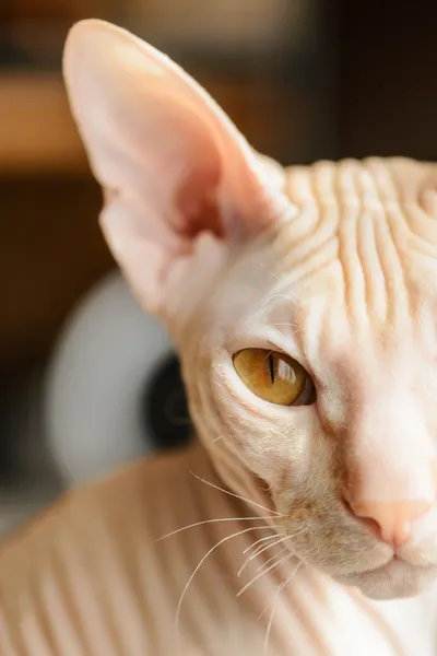 vendita gatti nudi sphynx 02