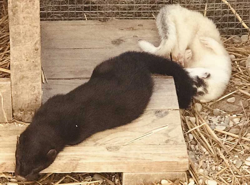 visone americano allevamento animali esotici 04