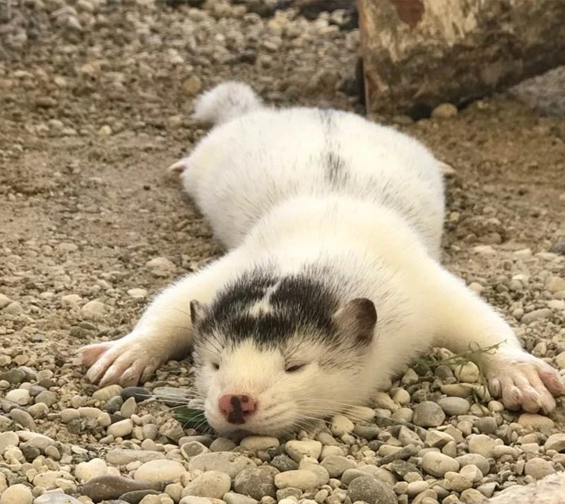 visone americano allevamento animali esotici 05