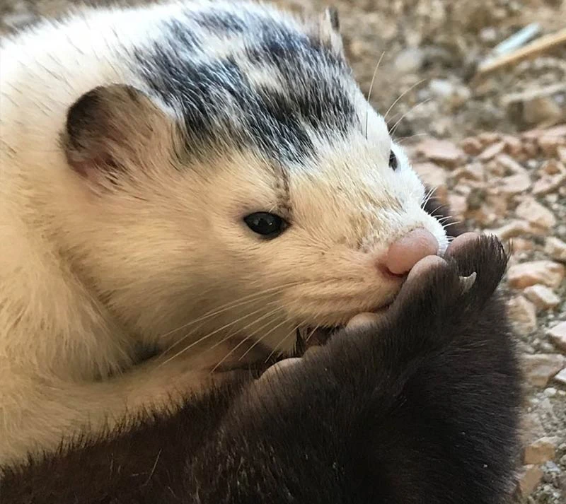 visone americano allevamento animali esotici 06
